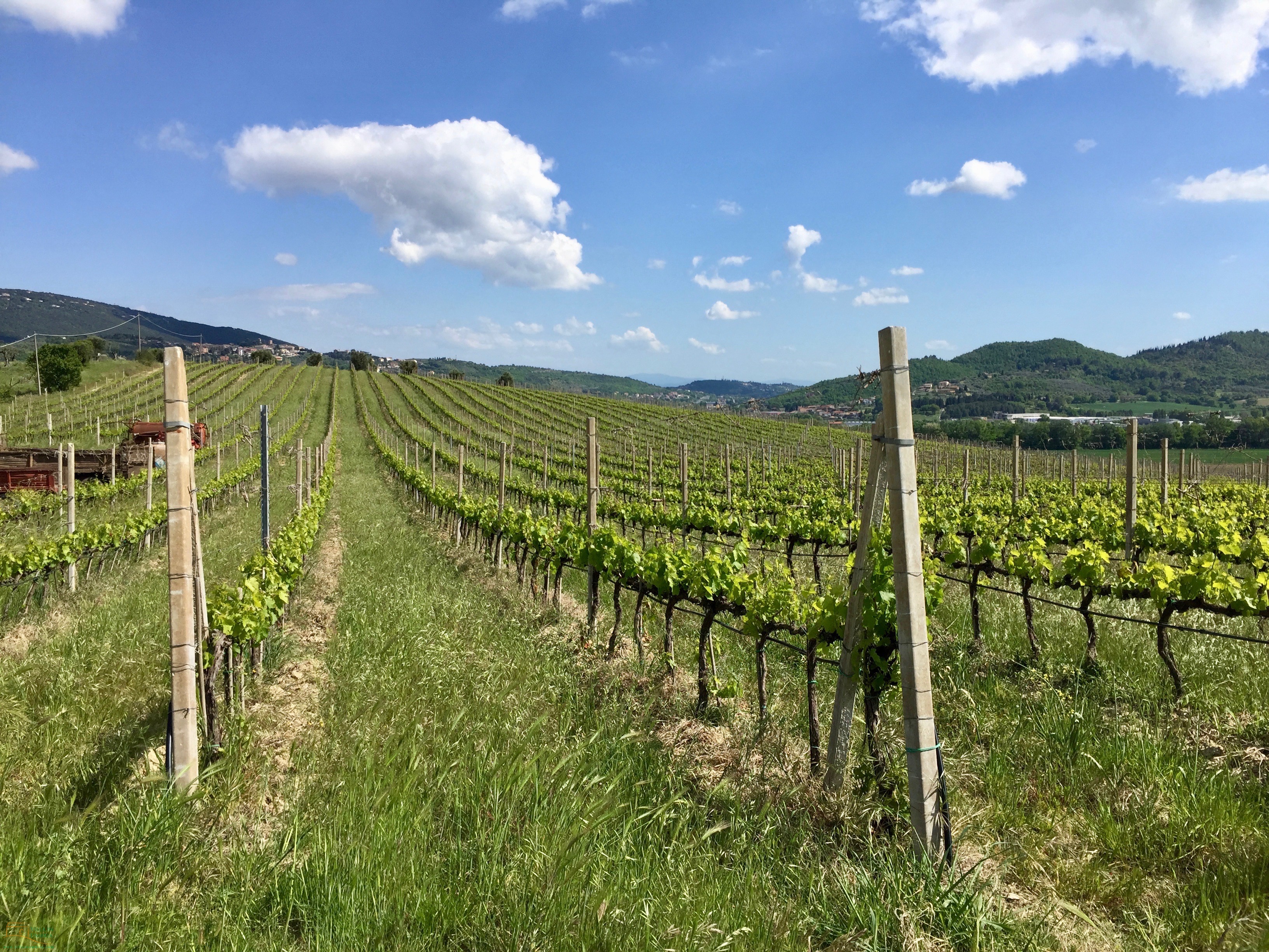 Pucciarella vineyards