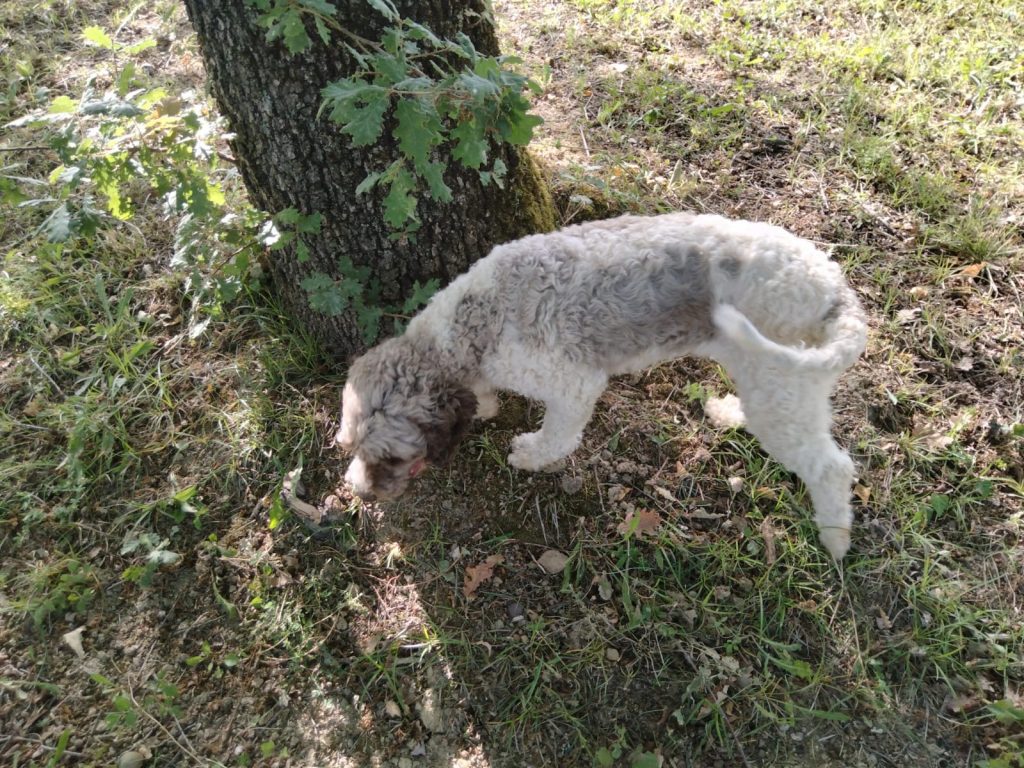 Een truffel hond in Umbrië