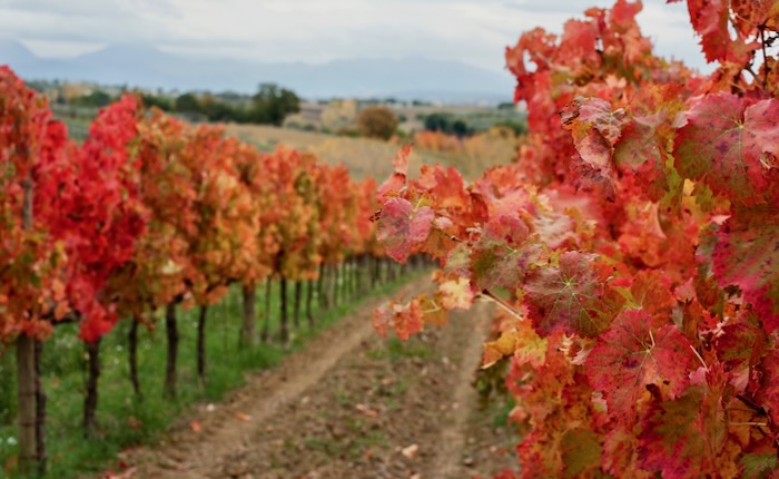 Wijnranken Sagrantino di Montefalco in de herfst, Fonte Sala