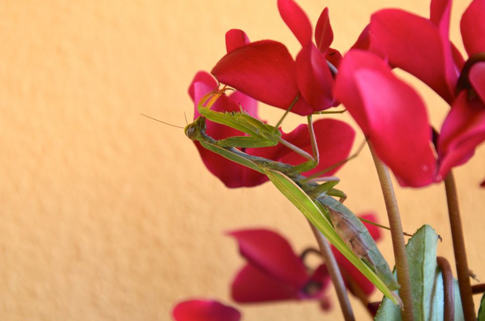 A uncommon friend on our door step