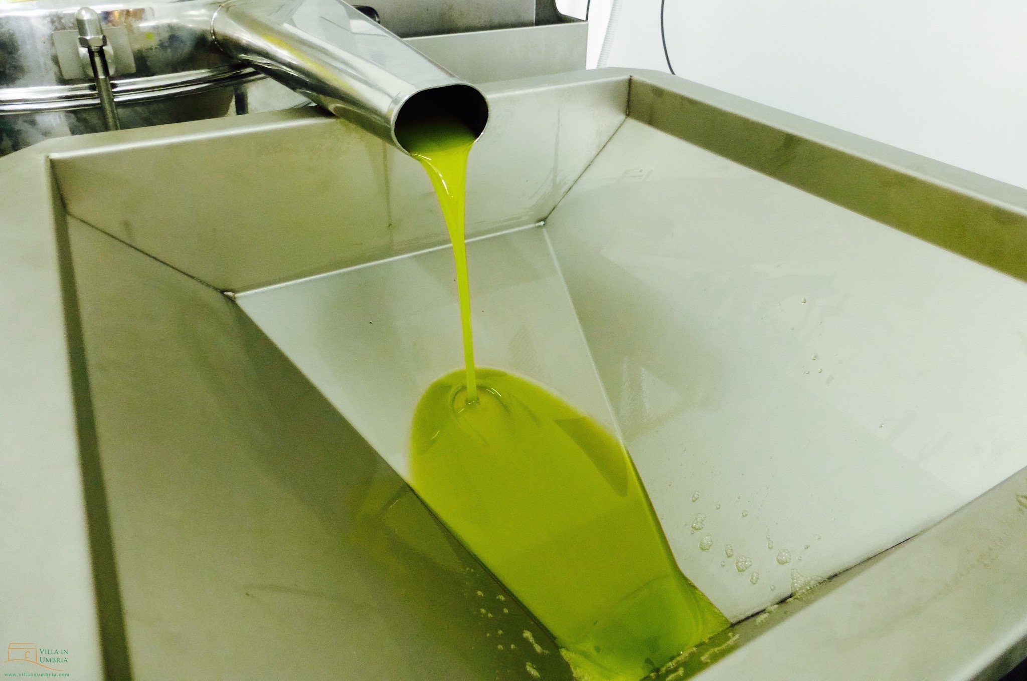 Olive harvest at Frantoio Loreti in Gualdo Tadino