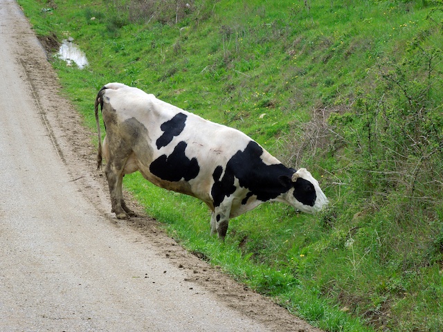 The story of the fat Chianina