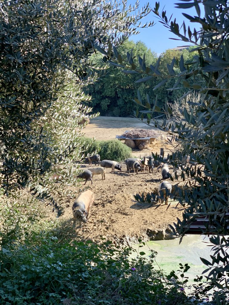 Cinta Senese pigs roaming freely at organic farm Fierli