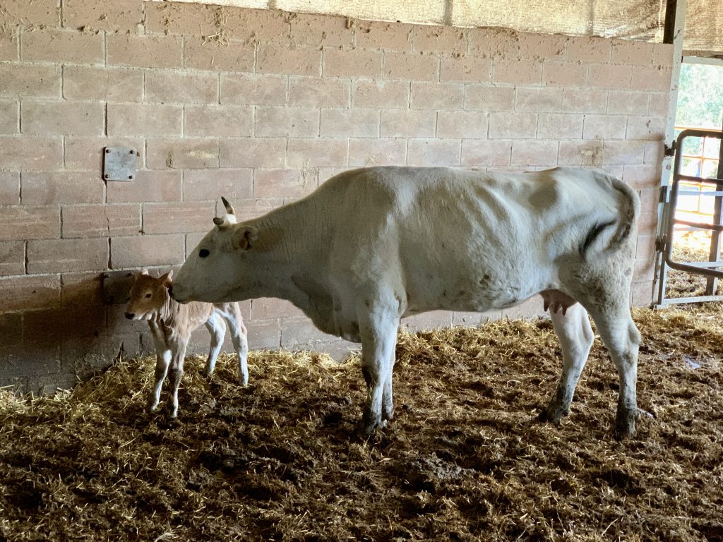 Chianina calf just born
