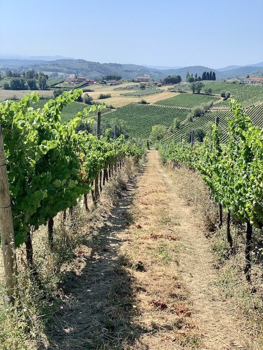 Wijngaarden van Tenuta Castelbuono